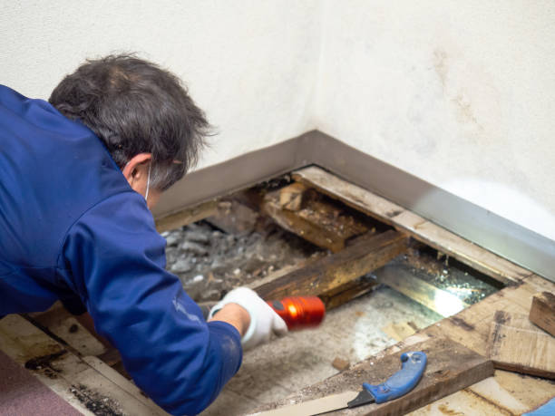 Best Crawl Space Mold Removal  in Bayonne, NJ