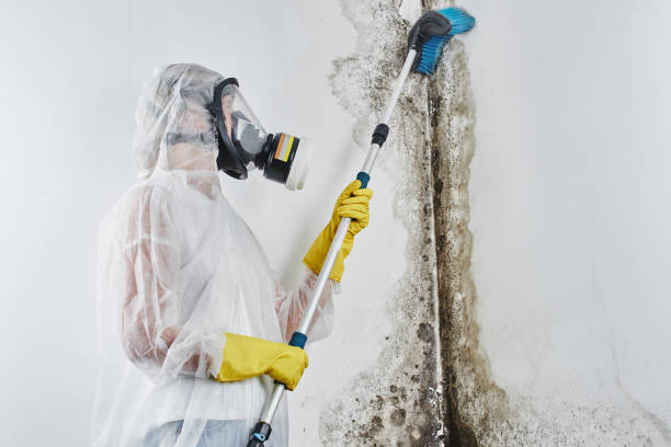 Best Toxic Mold Removal  in Bayonne, NJ