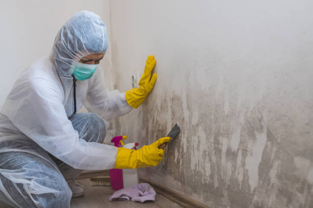 Best Mold Remediation Experts  in Bayonne, NJ