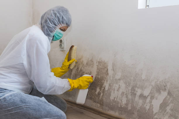 Best Home Mold Removal  in Bayonne, NJ