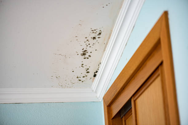 Best Residential Mold Removal  in Bayonne, NJ