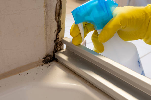 Best Professional Mold Removal  in Bayonne, NJ