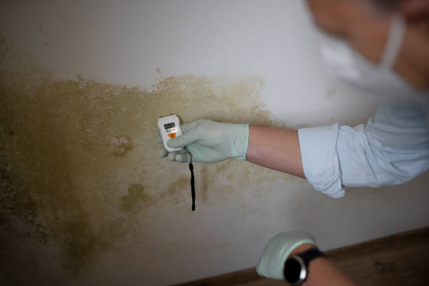 Best Mold Cleaning Services  in Bayonne, NJ