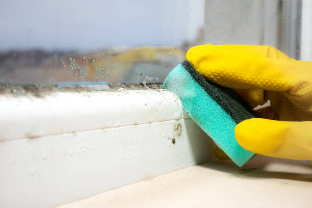 Professional Mold Removal in Bayonne, NJ