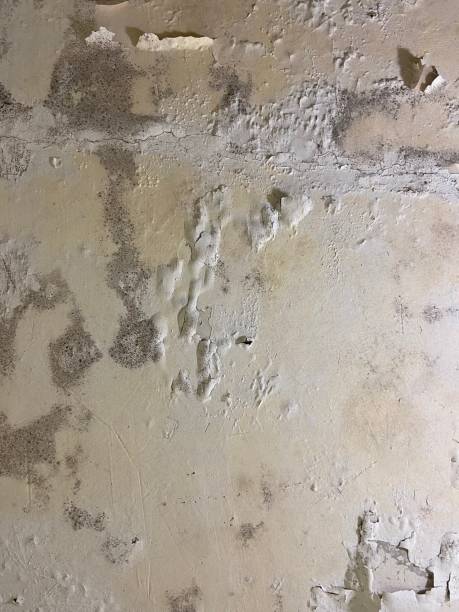 Best Best Mold Removal Companies  in Bayonne, NJ