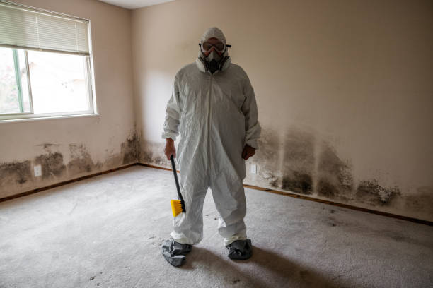 Best Mold Testing and Removal  in Bayonne, NJ