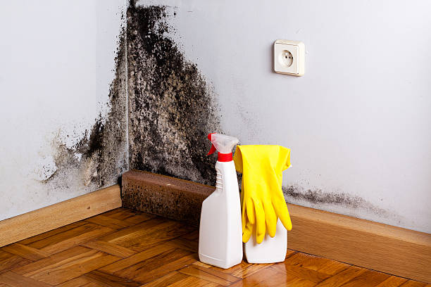 Best Attic Mold Removal  in Bayonne, NJ