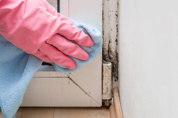 Home Mold Removal in Bayonne, NJ