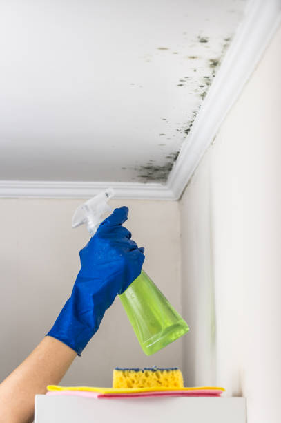 Attic Mold Removal in Bayonne, NJ