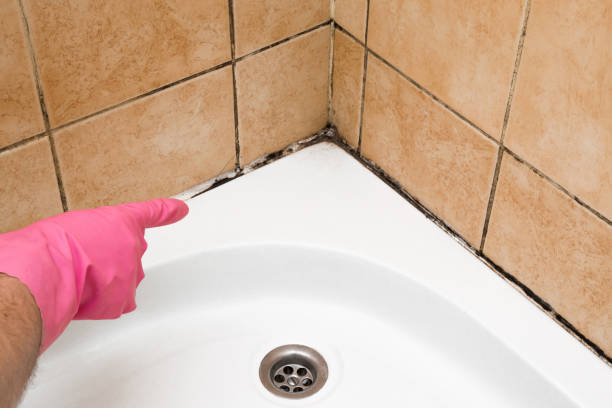 Best Affordable Mold Removal  in Bayonne, NJ